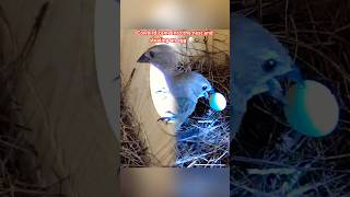 Cowbird came in to the nest and stealing an egg birds Bluebird birdlovers backyardbirds [upl. by Joya]