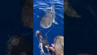 This Tiger Shark Is Pictured On ​⁠OCEANRAMSEYSHARKS Fins‼️ tigershark love freedive a [upl. by Bruning136]