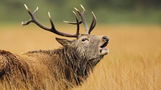 Red Deer Stags Fight For Females In Rutting Season  Scotland  Wild Travel  Robert E Fuller [upl. by Bevvy874]