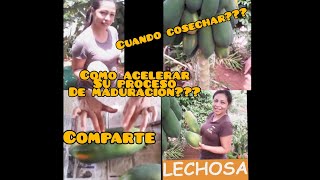 Como ACELERAR la maduración de lechosa o papaya de manera natural [upl. by Jeno]