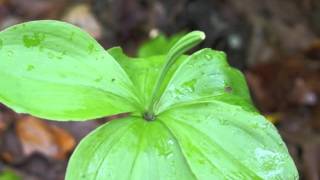 Plant portrait  Large whorled pogonia Isotria verticillata [upl. by Fadil100]