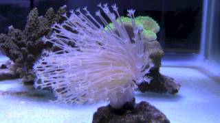 Weeping Willow Leather Coral [upl. by Ssirk12]