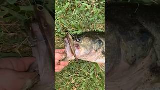 Backwater Bass milliondollarbaby music fishing bass florida snook shorts [upl. by Launame]