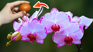 Just 1 fruit Any orchid will bloom beautifully for 3 years [upl. by Poree]