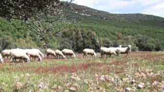 Documental ganadería ecológica [upl. by Albion]