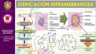 Osificación Endocondral e Intramembranosa  Bien explicado [upl. by Artemed233]