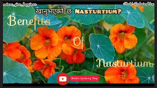 Benefits of Nasturtium [upl. by Clough234]