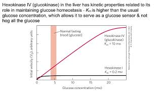 Glycolysis amp gluconeogenesis Intoodeep edition   For those who like details [upl. by Xaviera]