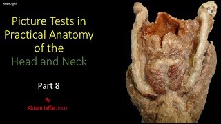 Picture tests in head and neck anatomy 8 [upl. by Hyacintha]