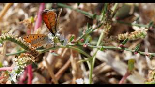 Lesvos Butterflies  Lesser Fiery Coppers  October 2024 [upl. by Ahsataj]