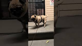 Riolu speed jumping up the stairs 😎 Riolu cute pug going up steps shorts [upl. by Geneva]