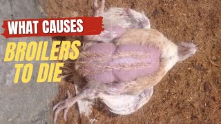 Why Broilers Die After 4 Weeks What Are The Cause [upl. by Yrruc80]