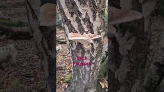 Birch Polypore nature getoutside with Duncan Moore of Lets Get Out CIC bushcraft forestschool [upl. by Daron739]