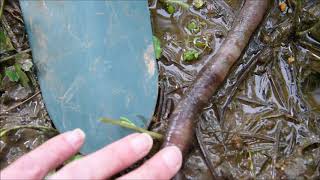 Giant Gippsland Earthworm flooded out of its burrow [upl. by Pittman]