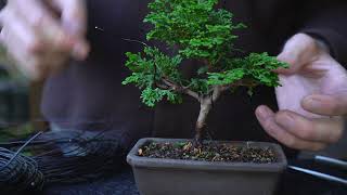 Making a mini Hinoki cypress Bonsai tree [upl. by Asseral246]