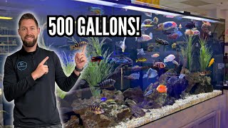 Massive 500 Gallon Cichlid Tank Nova Tropicals Tour [upl. by Llevron358]