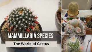 mammillaria Species Types of Cactus Names  mammillaria bocasana mammillaria fraileana [upl. by Avner]