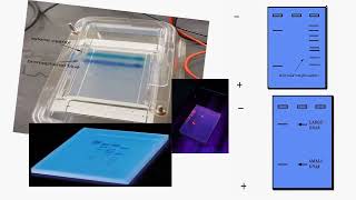 Electrophoresis Meaning and Types [upl. by Maure]