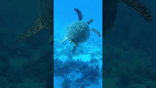 Cleopatra Luxury Resort Makadi Bay Snorkeling Part II [upl. by Aned708]