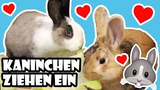 Kaninchen ziehen ein 🐰 Vom Tierheim ins neue Zuhause 💖 Adoption amp erster Tag 🐾 [upl. by Keare]