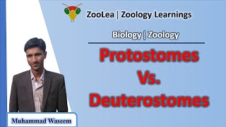 Protostomes vs Deuterostomes  ZooLea  Lesson 14  Biology Zoology [upl. by Darton]