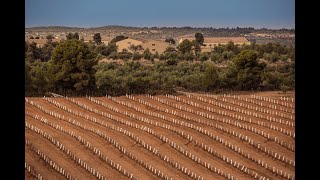 The new Arbequina olive groves [upl. by Noah611]