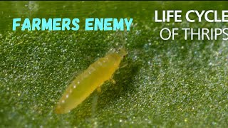 THRIPS Explained Thrips Unveiled Tiny Pests Huge Agricultural Impact 💯 NO￼￼ allareone99 [upl. by Noillimaxam]