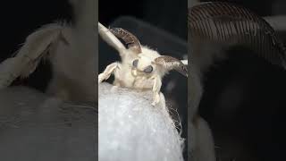 The CUTEST Moth video around moths •moths bombyxmori [upl. by Pickard404]