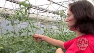 Teelttips voor tomaten [upl. by Ahsilem]