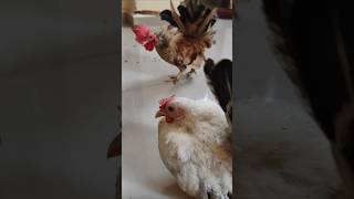 My honey rooster girlfriend eating with by my hand japanesebantom bantam [upl. by Odnolor]