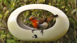 Robin and Bullfinch in The Oval Bird Feeder [upl. by Tonneson]