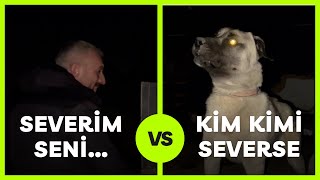 BEN BU KÖPEĞİ SEVERİM DEDİ GİRDİ KAFESİNEADAMCI KANGAL KÖPEĞİ kangal kangaldogs dogs [upl. by Javed]