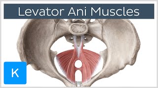 Levator Ani Muscle  Origin Insertion amp Function  Human Anatomy  Kenhub [upl. by Dleifxam]