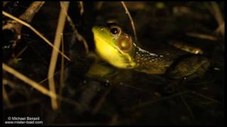 Green Frog call plucking a banjo string [upl. by Hamforrd]