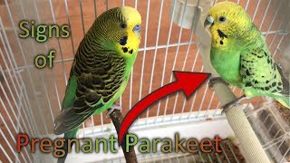 Signs of Pregnant Parakeet [upl. by Ahseikan]