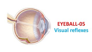 Visual reflexes Prof Dr Md Ashfaqur Rahman [upl. by Dyrraj]