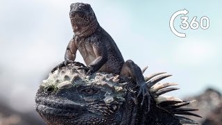 Iguana vs Snakes 360°  Planet Earth II  Behind the Scenes [upl. by Chane]