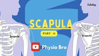 Scapula  Part II [upl. by Asemaj]