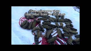 Where to get mopane worms and how to cook them [upl. by Gensler592]