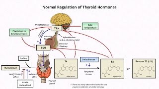 Thyroid Hormones and Thyroid Function Tests [upl. by Aztiram923]