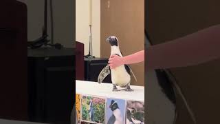 Penguin Visit from Jenkinsons Aquarium [upl. by Kenn]