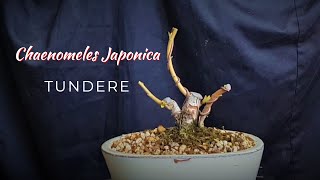 Chaenomeles Japonica bonsai tundere 22 februarie 2023 [upl. by Osi]