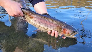 2024 Adult Trout Stocking Schedule Now Available BRoll [upl. by Merilee]