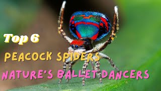 Top 6 The most exquisite peacock spiders  natures ballet dancers [upl. by Akeihsat]