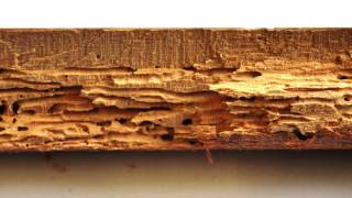 What is Woodworm Problems and Woodworm Treatment by Protum Services Ireland  Protumie [upl. by Hubbard704]