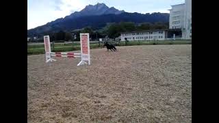 Stallion Onyx  powerful and joyfull in the riding arena [upl. by Eppesiug]