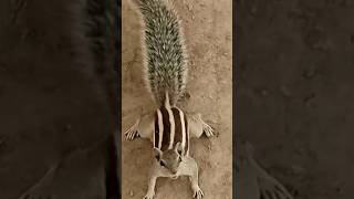 Cute Squirrel With Sounds  UAE Squirrel [upl. by Anirehs]