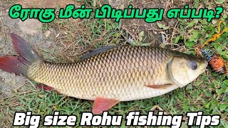 Rohu fish catching fishing videos tamil Rohu fishing Tips Fishing Tips tamil Fishing [upl. by Nakre773]