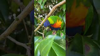 Hidden Gem A Lorikeets Grape Escape lorikeet cutebirds australianparrots parrot backyardbirds [upl. by Ellita]