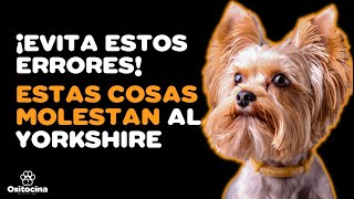 YORKSHIRE TERRIER 7 COSAS QUE NO LE GUSTAN [upl. by Mary]